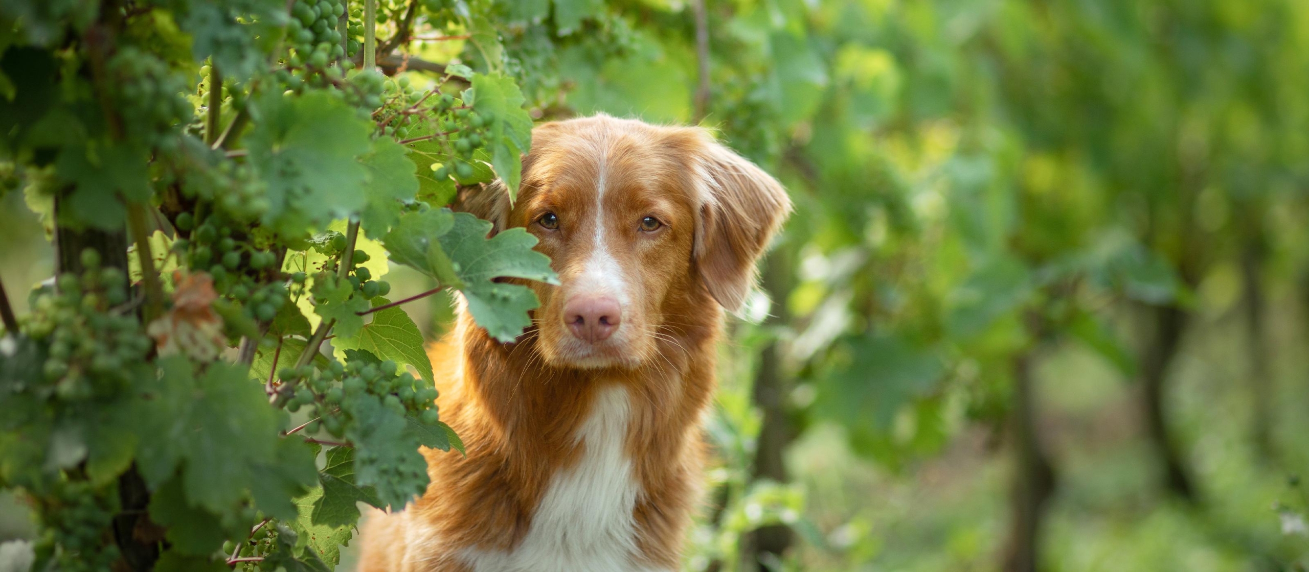 se les permite a los perros comer pimientos