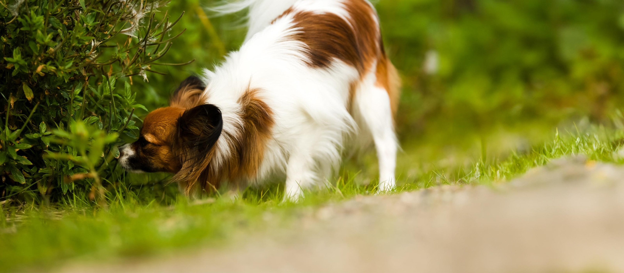 puede un perro comer harina para todo uso