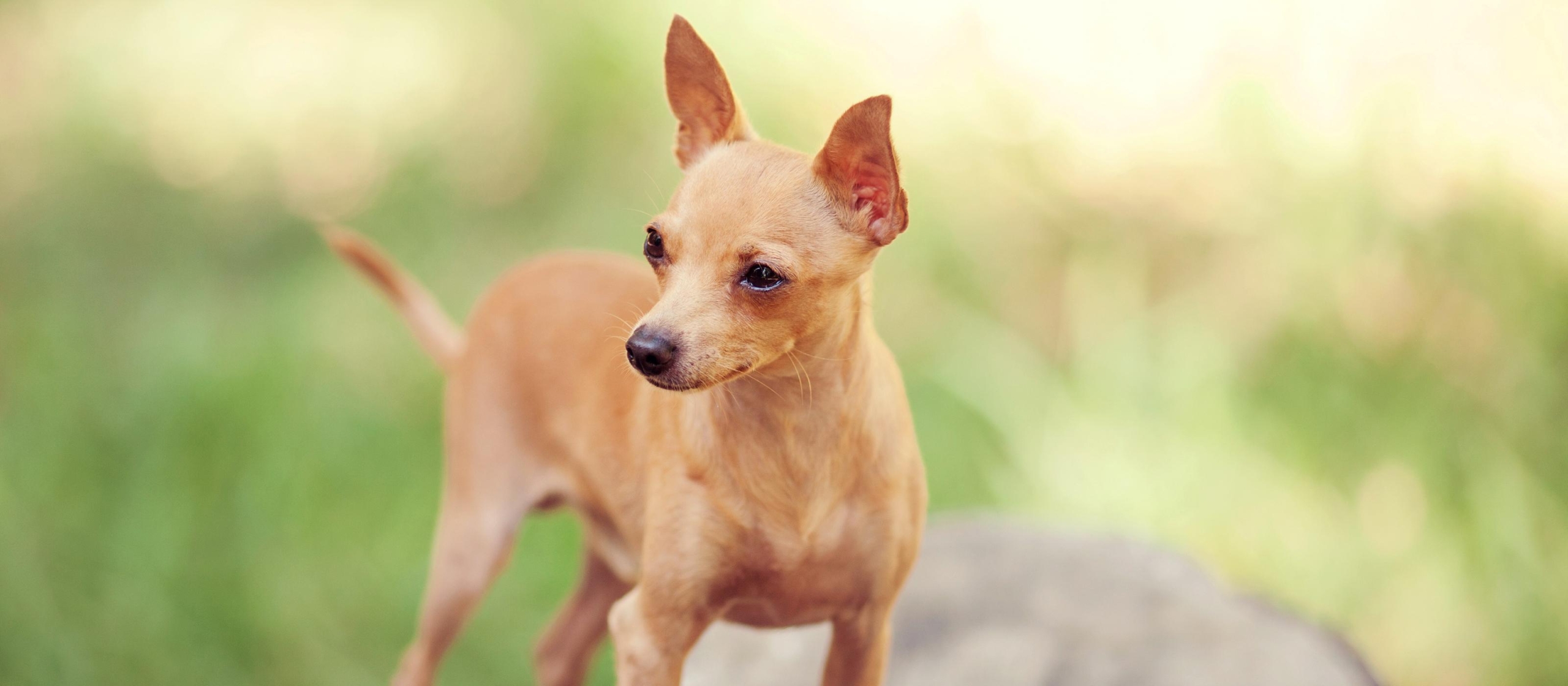 Tabla de Peso Ideal para Chihuahuas Guía Completa